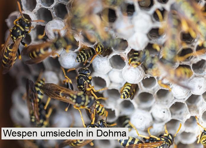 Wespen umsiedeln in Dohma